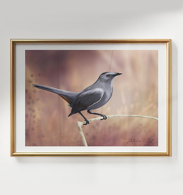 Grey Catbird