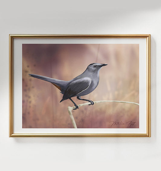 Grey Catbird
